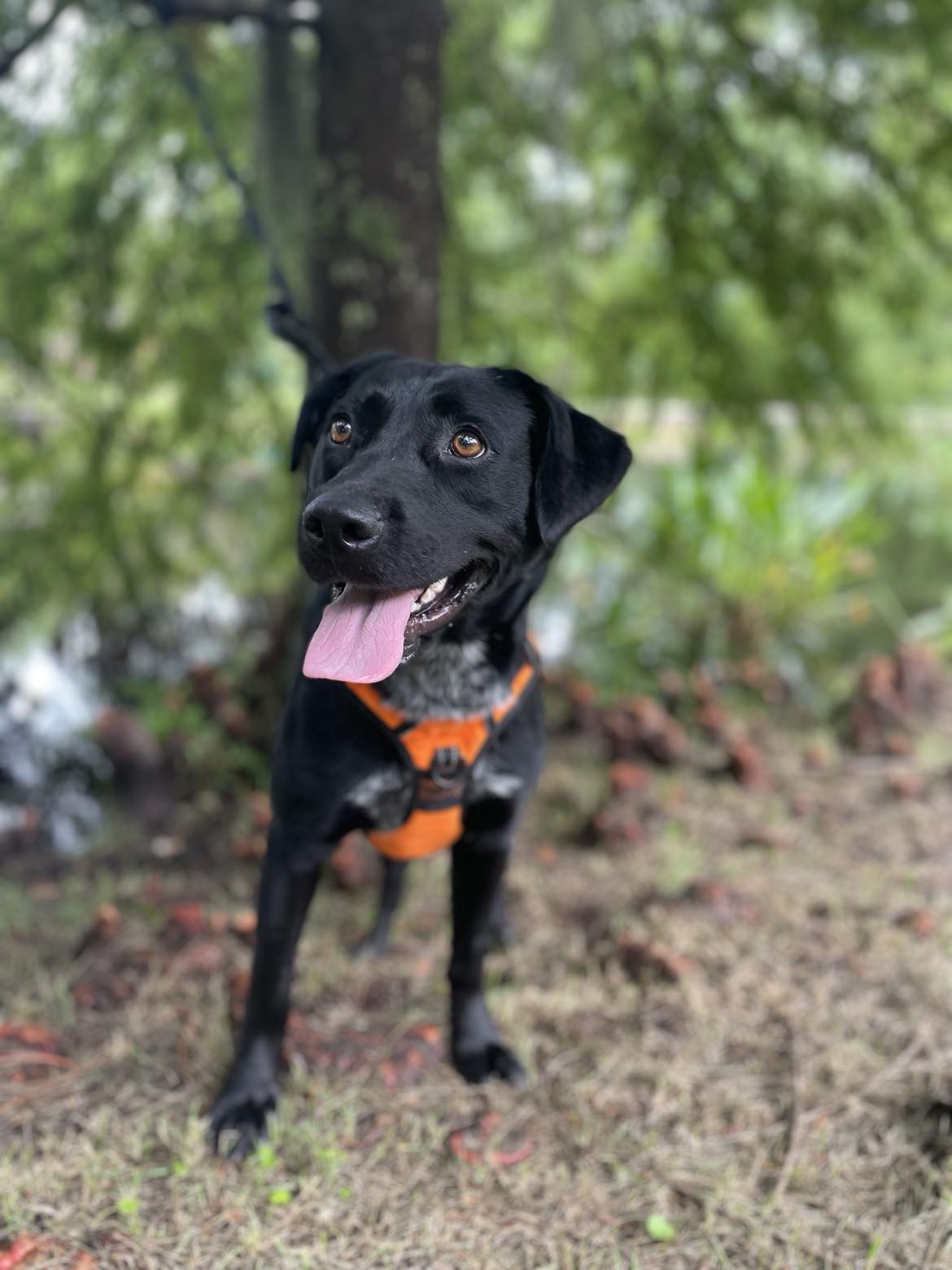 Enlarge NOLA-ADOPTED!!, a Adopted Black Labrador Retriever in North Granby, CT image 2/3