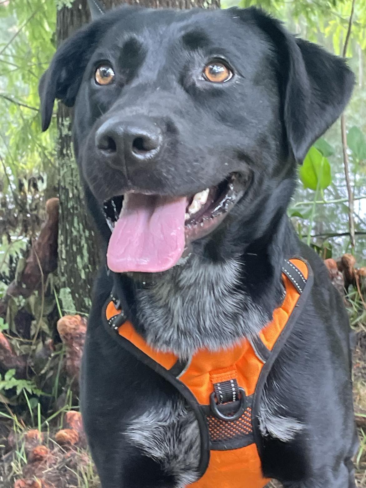 Enlarge NOLA-ADOPTED!!, a Adopted Black Labrador Retriever in North Granby, CT image 3/3