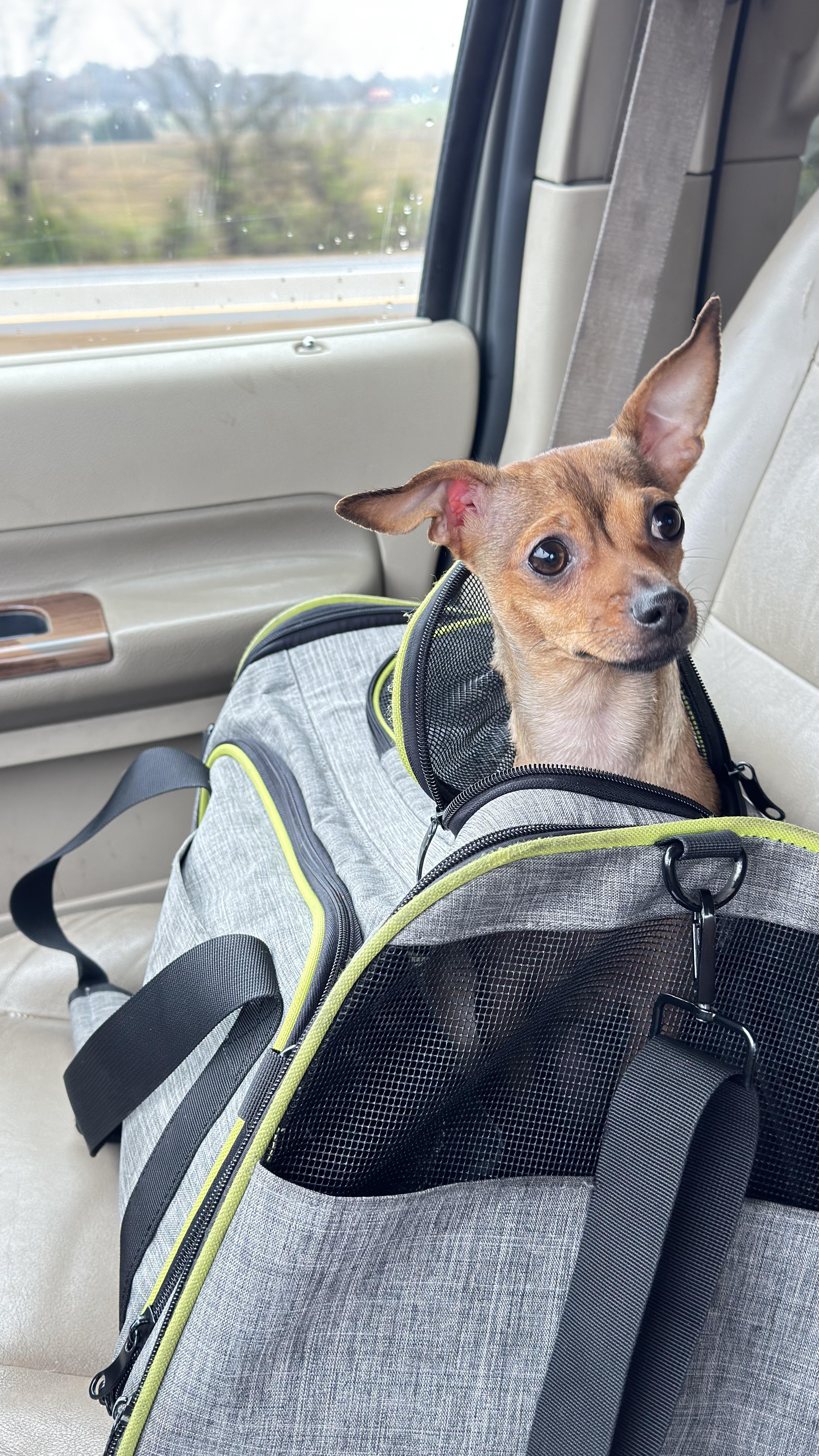 Karma, a Adoptable Chihuahua in Woodlawn, TN image 1/4