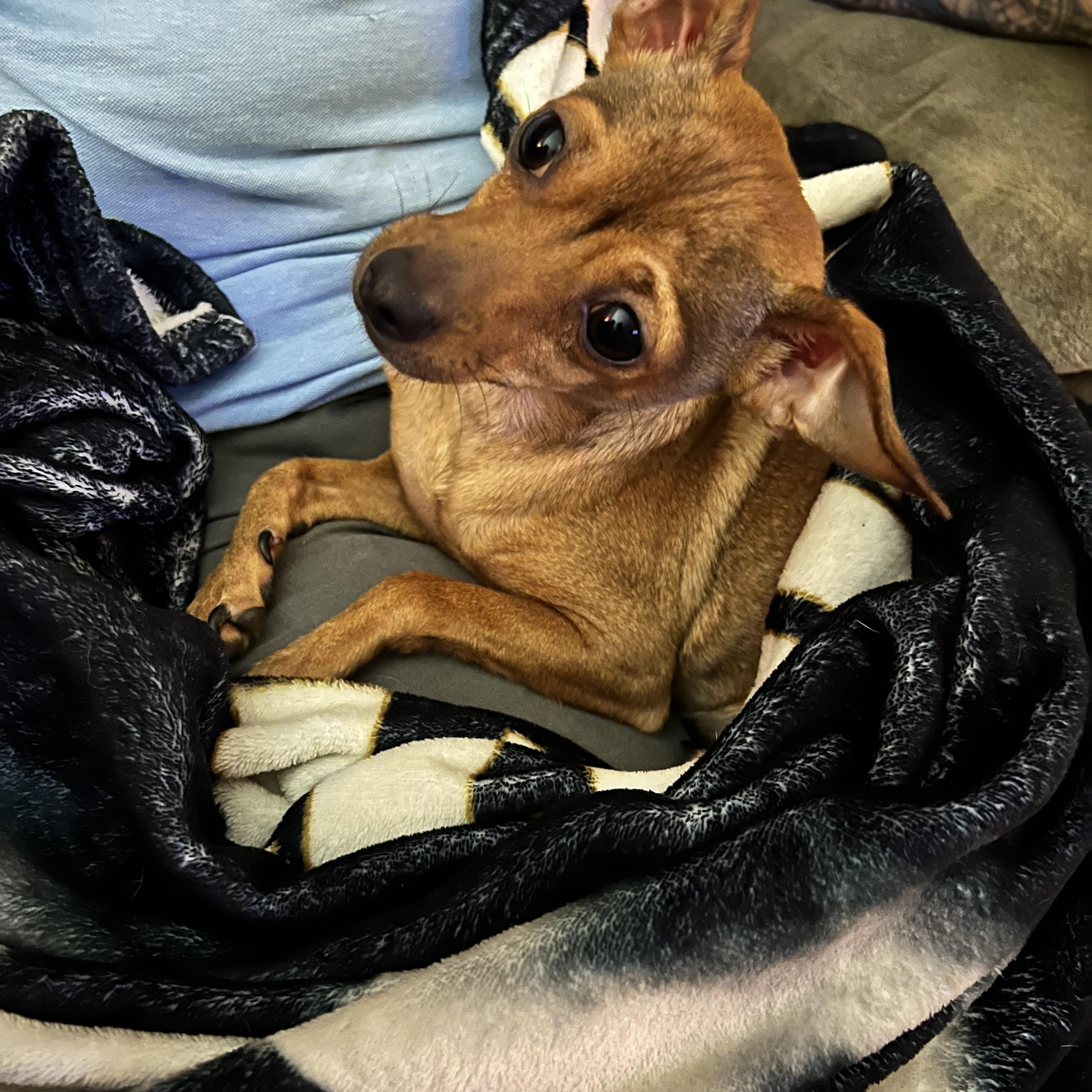 Karma, a Adoptable Chihuahua in Woodlawn, TN image 2/4