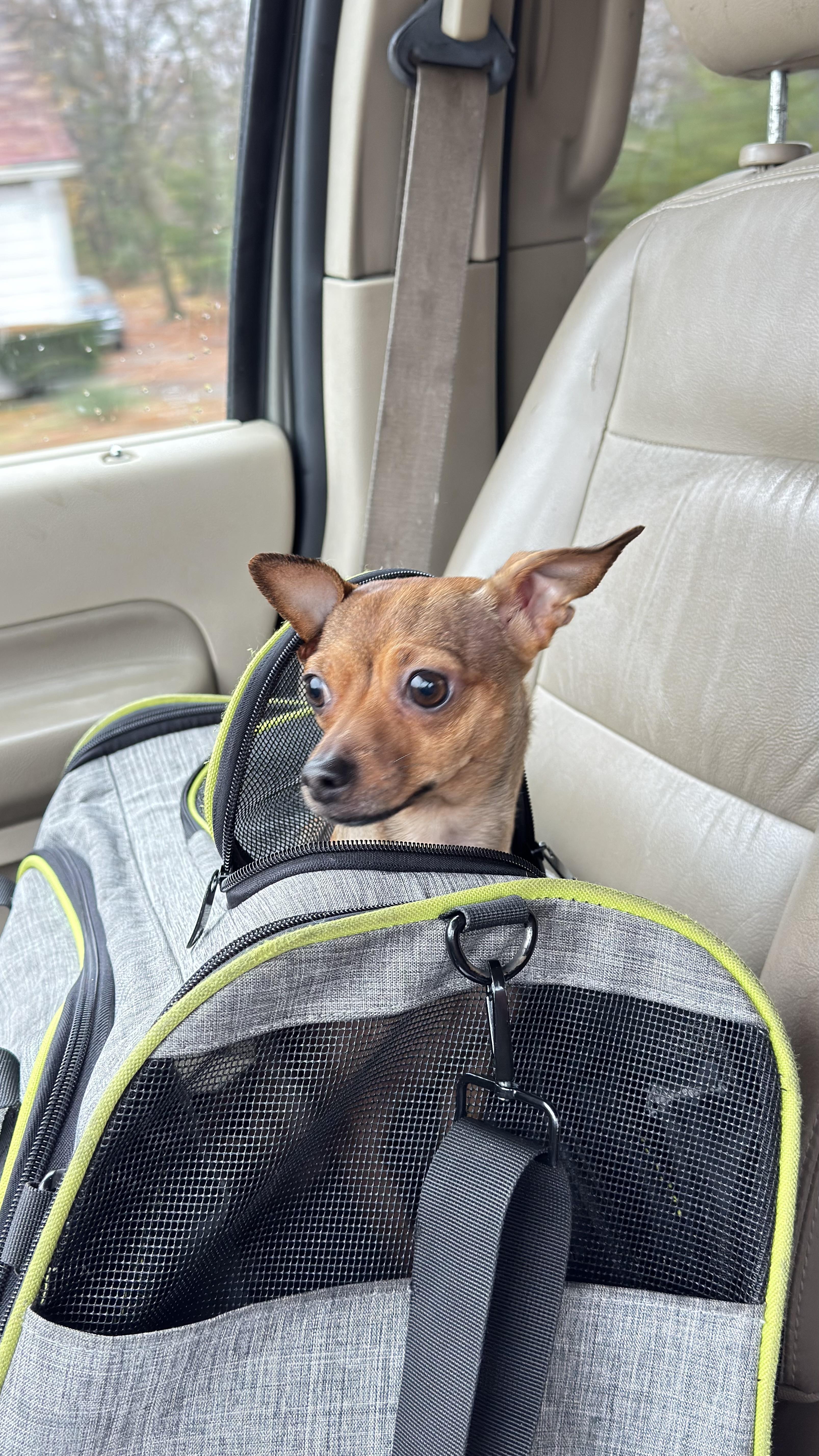 Karma, a Adoptable Chihuahua in Woodlawn, TN image 3/4