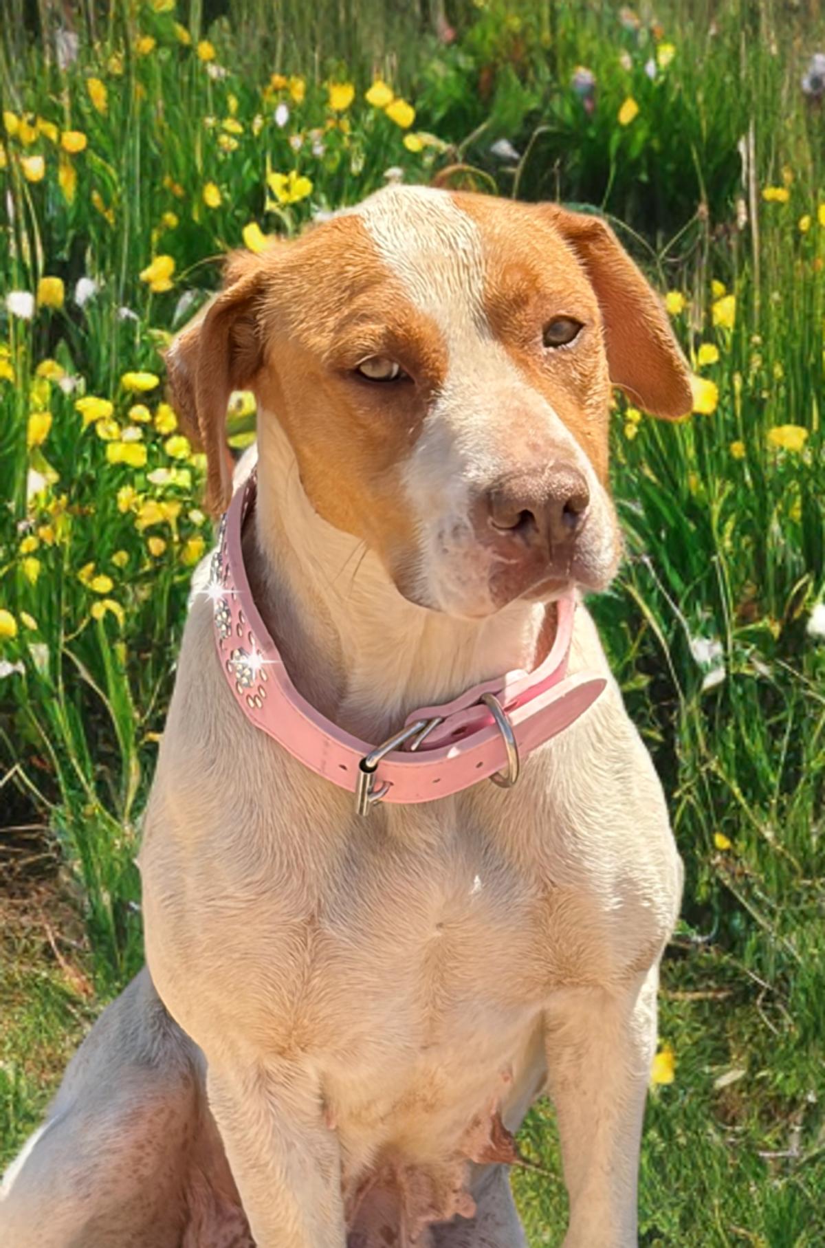 Alisa, Adoptable, Adult Female Hound.