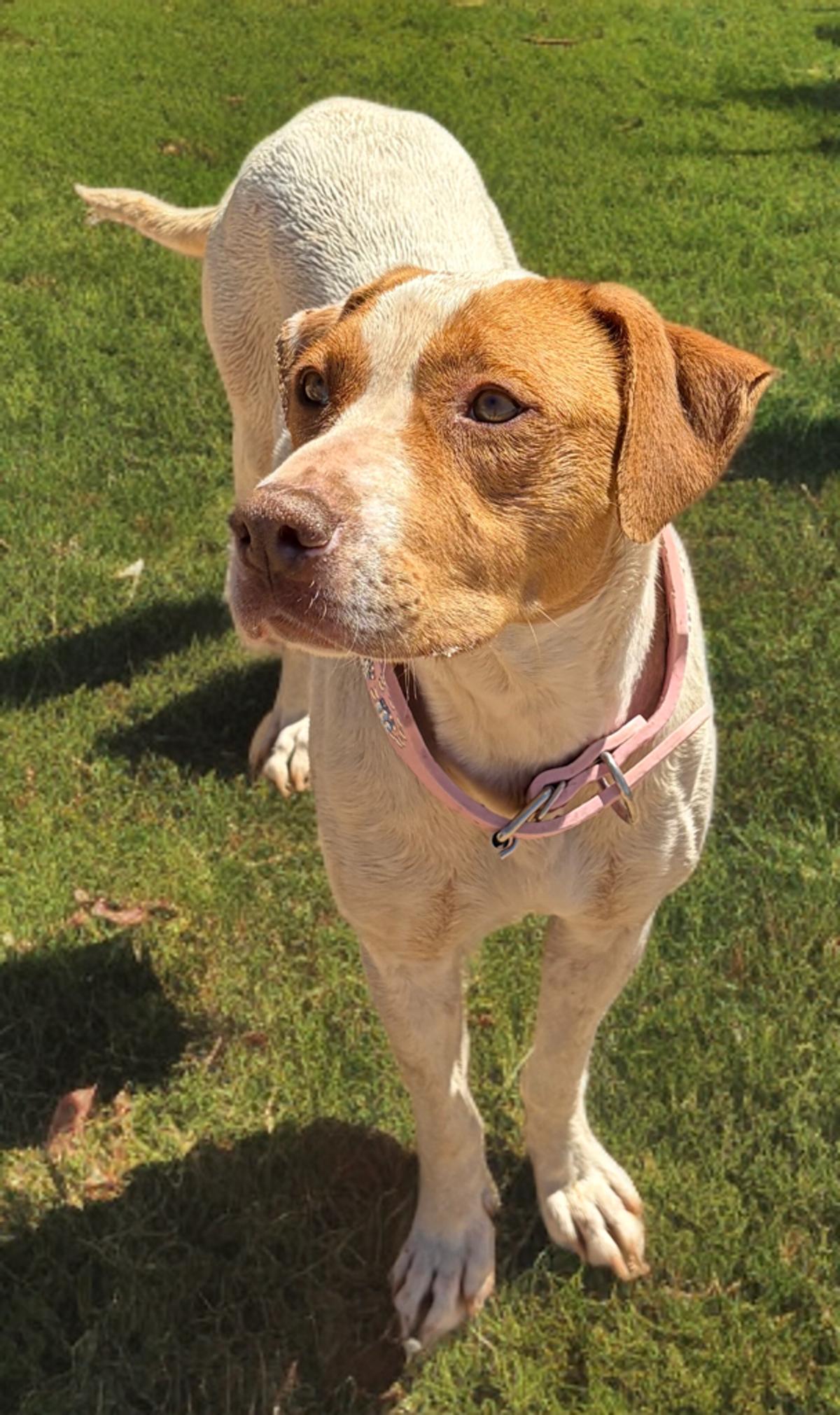 Enlarge Alisa, a Adoptable Hound in Kingman, AZ image 2/3