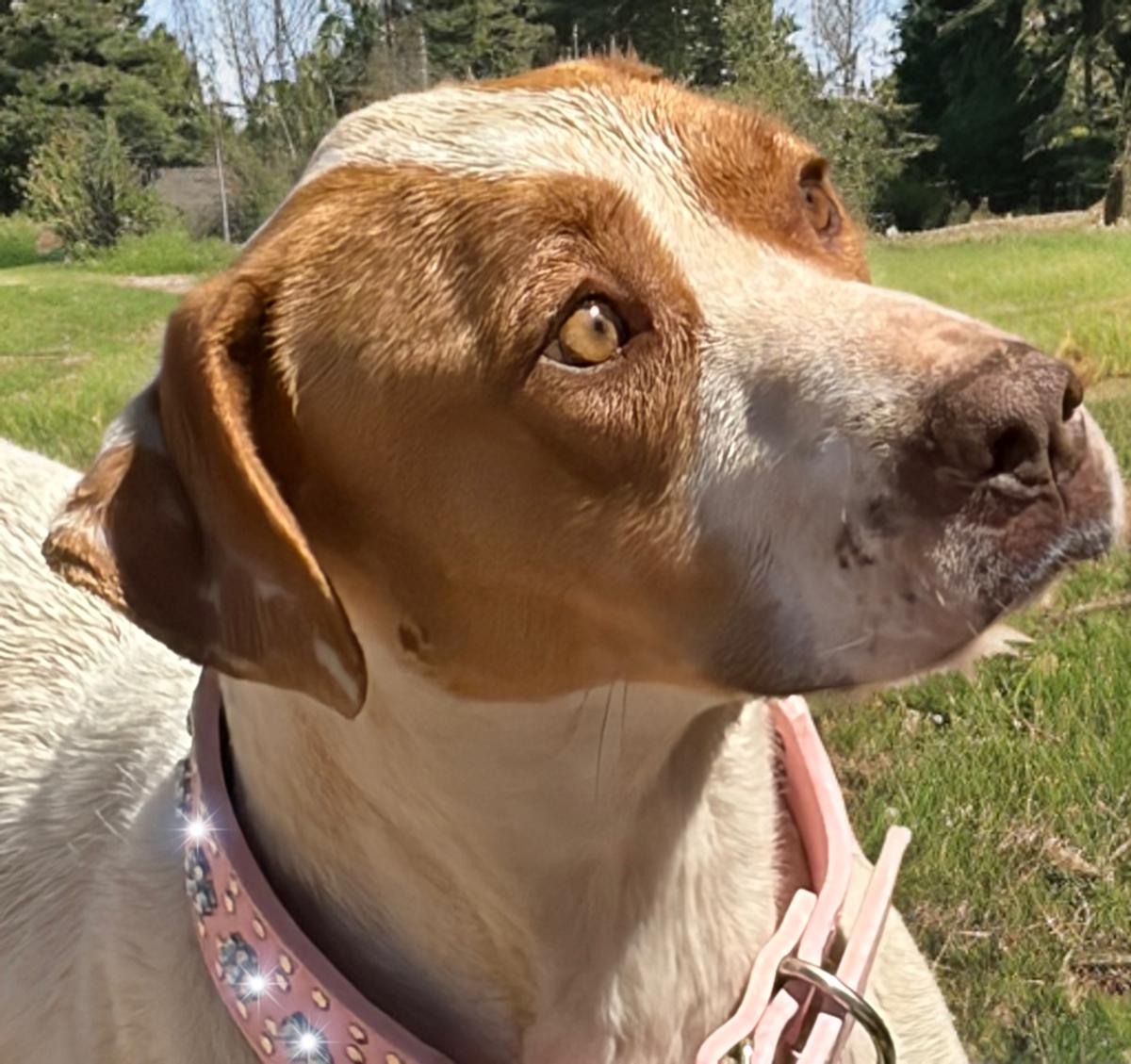 Enlarge Alisa, a Adoptable Hound in Kingman, AZ image 3/3