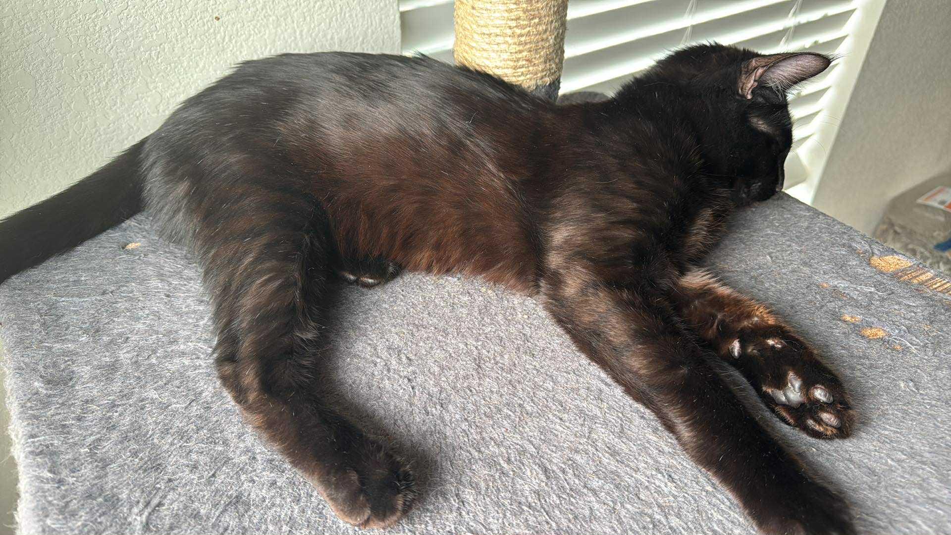 Enlarge Castor (Chocolate tabby), a Adoptable American Shorthair in Allen, TX image 6/6