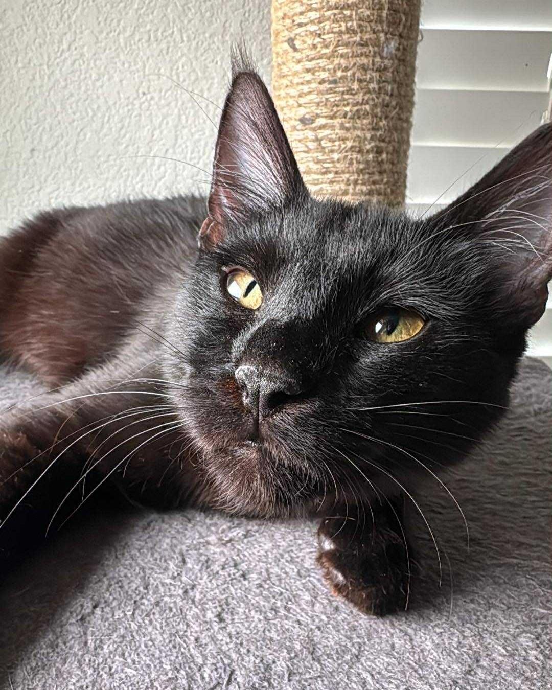 Enlarge Castor (Chocolate tabby), a Adoptable American Shorthair in Allen, TX image 1/6