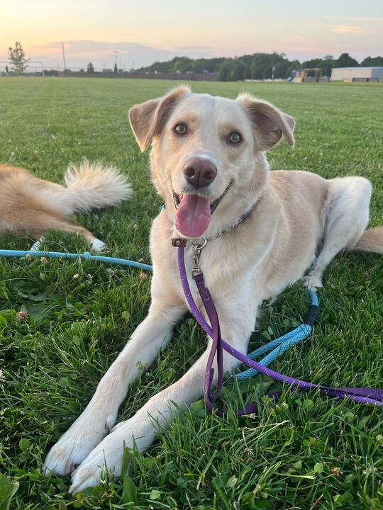 Enlarge Rosie, a Adoptable mixed breed in Toronto, ON image 2/5