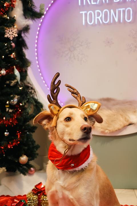 Enlarge Rosie, a Adoptable mixed breed in Toronto, ON image 3/5