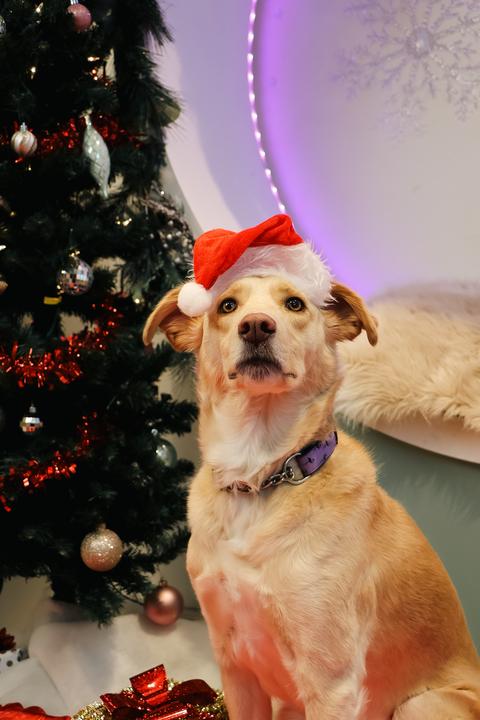 Enlarge Rosie, a Adoptable mixed breed in Toronto, ON image 1/5