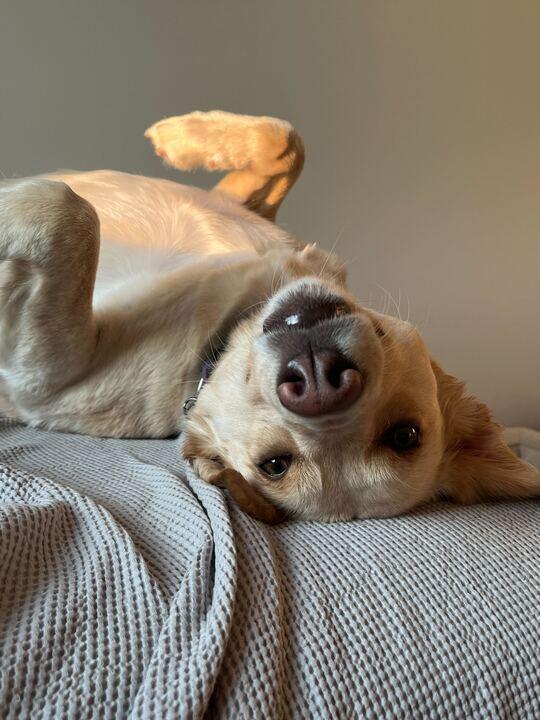 Enlarge Rosie, a Adoptable mixed breed in Toronto, ON image 4/5