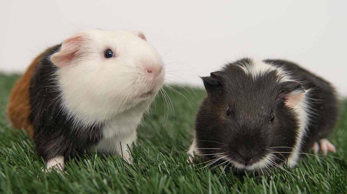 Bear and Pongo, a ADOPTABLE Guinea Pig in Chicago, IL image 1/5