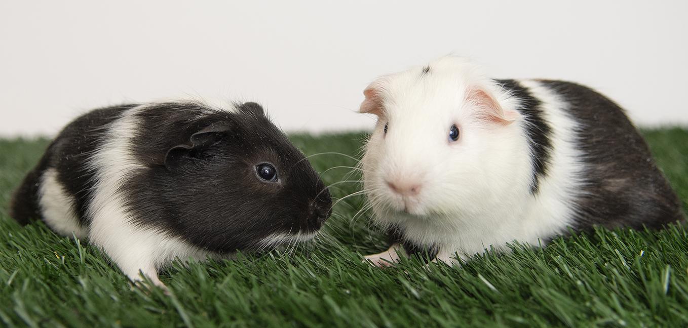 Bear and Pongo, a ADOPTABLE Guinea Pig in Chicago, IL image 2/5