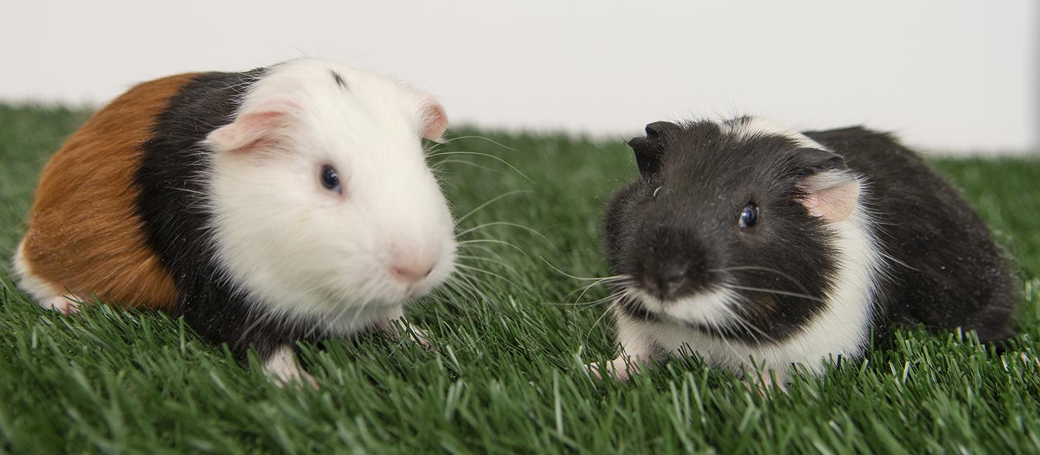 Bear and Pongo, a ADOPTABLE Guinea Pig in Chicago, IL image 3/5