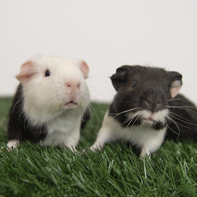 Bear and Pongo, a ADOPTABLE Guinea Pig in Chicago, IL image 4/5