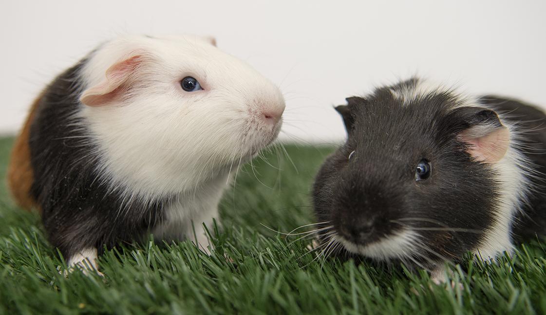 Bear and Pongo, a ADOPTABLE Guinea Pig in Chicago, IL image 5/5