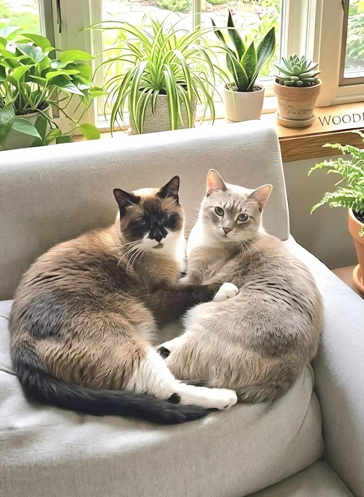 Enlarge Ginger -(Bonded with Mary Ann), a Adoptable mixed breed in Plymouth, MN image 2/6