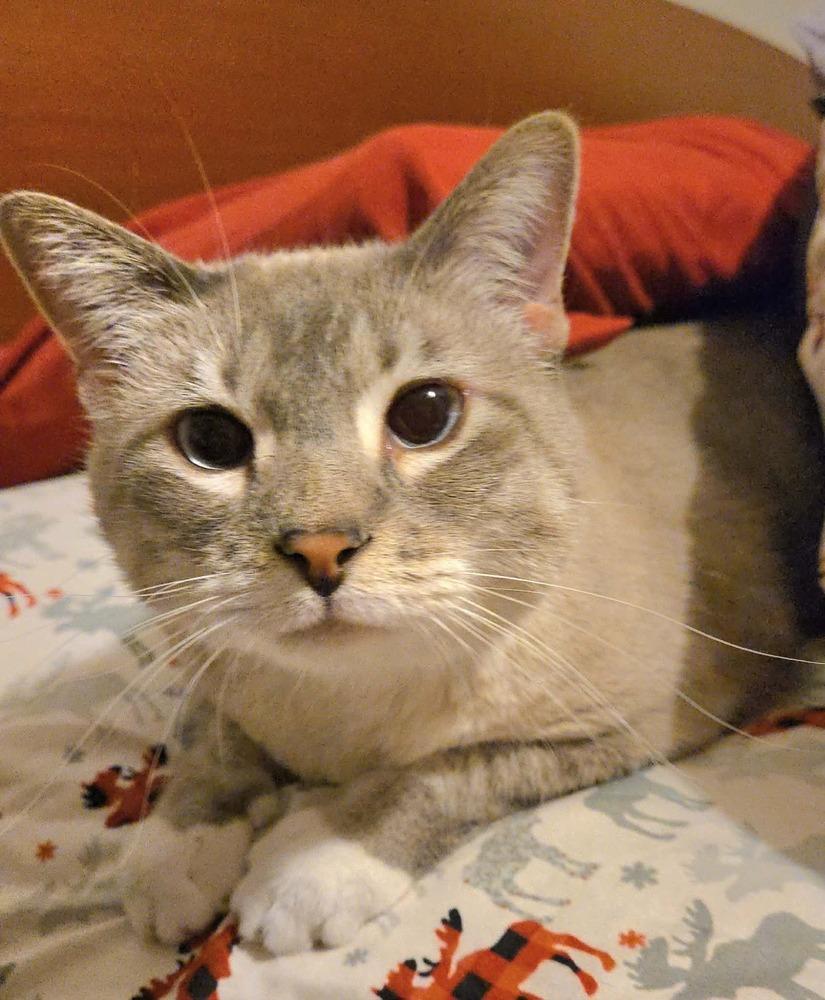 Enlarge Ginger -(Bonded with Mary Ann), a Adoptable mixed breed in Plymouth, MN image 3/6