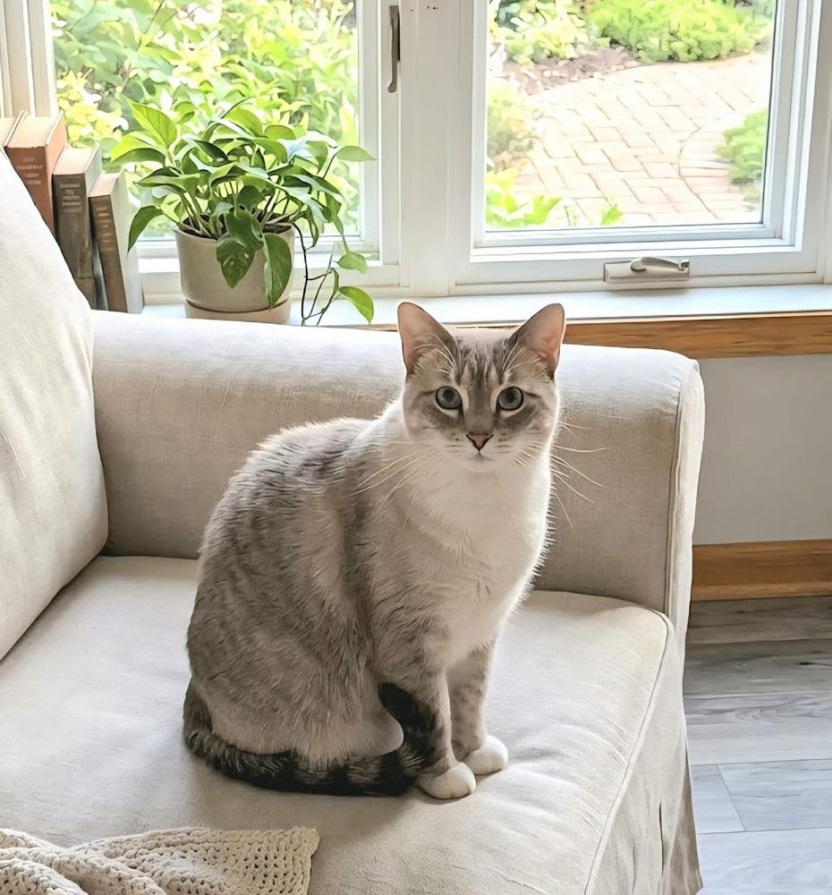 Enlarge Ginger -(Bonded with Mary Ann), a Adoptable mixed breed in Plymouth, MN image 4/6