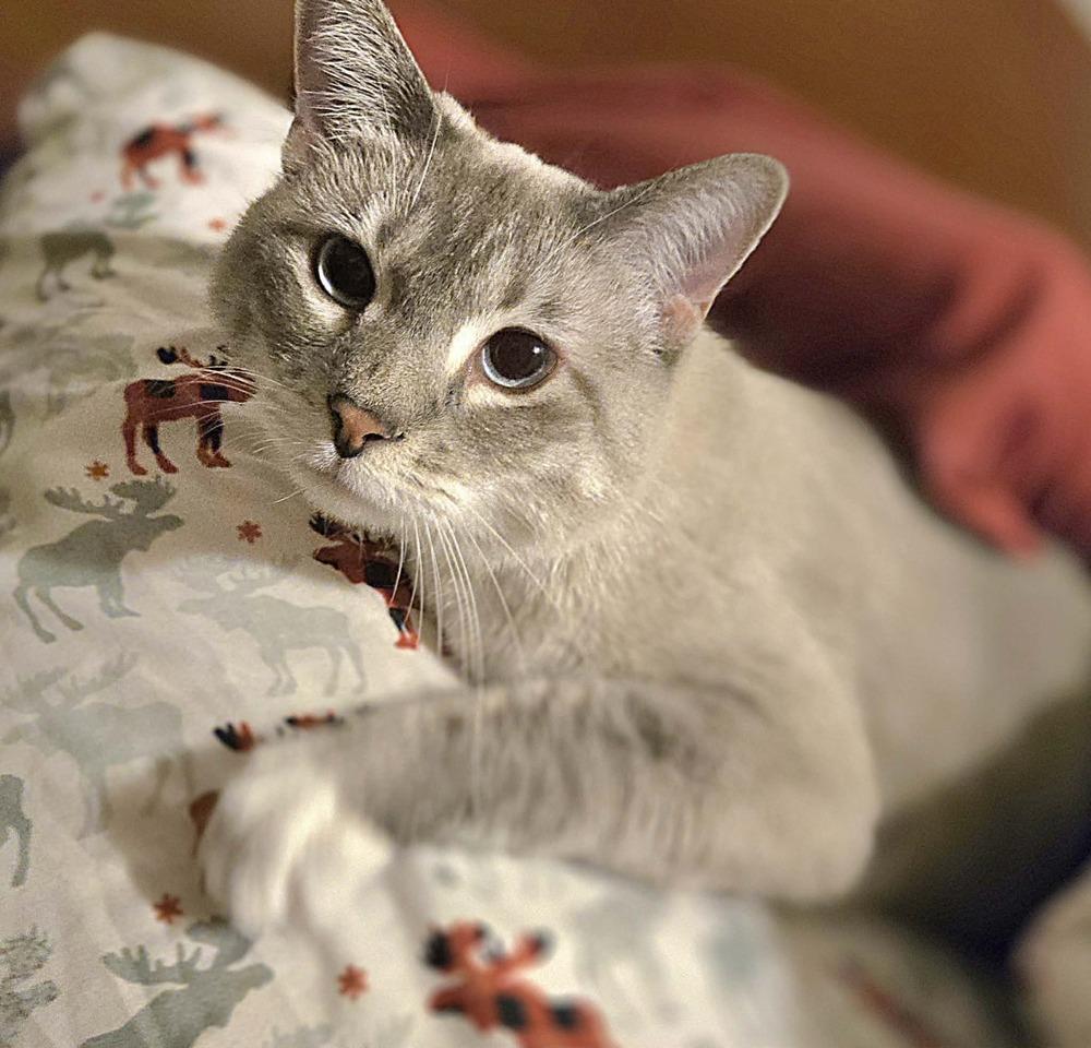 Enlarge Ginger -(Bonded with Mary Ann), a Adoptable mixed breed in Plymouth, MN image 5/6