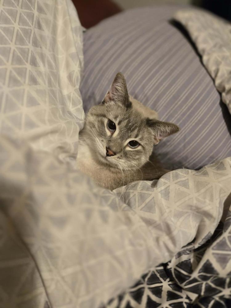 Enlarge Ginger -(Bonded with Mary Ann), a Adoptable mixed breed in Plymouth, MN image 6/6