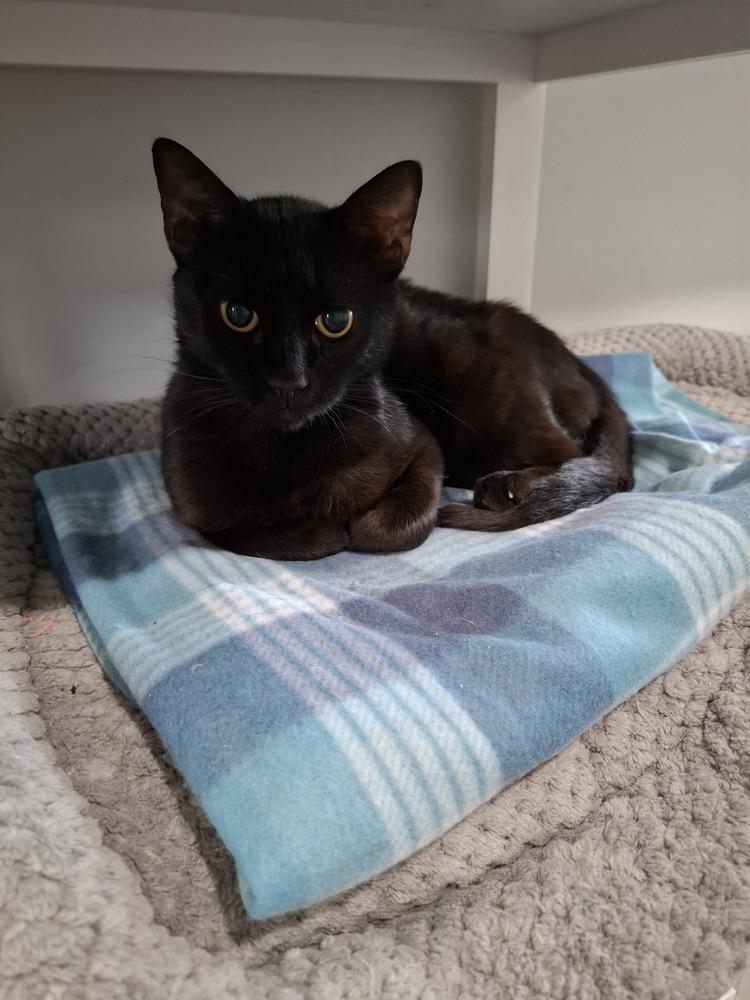 Ziggy, Adoptable, Adult Female Domestic Short Hair.