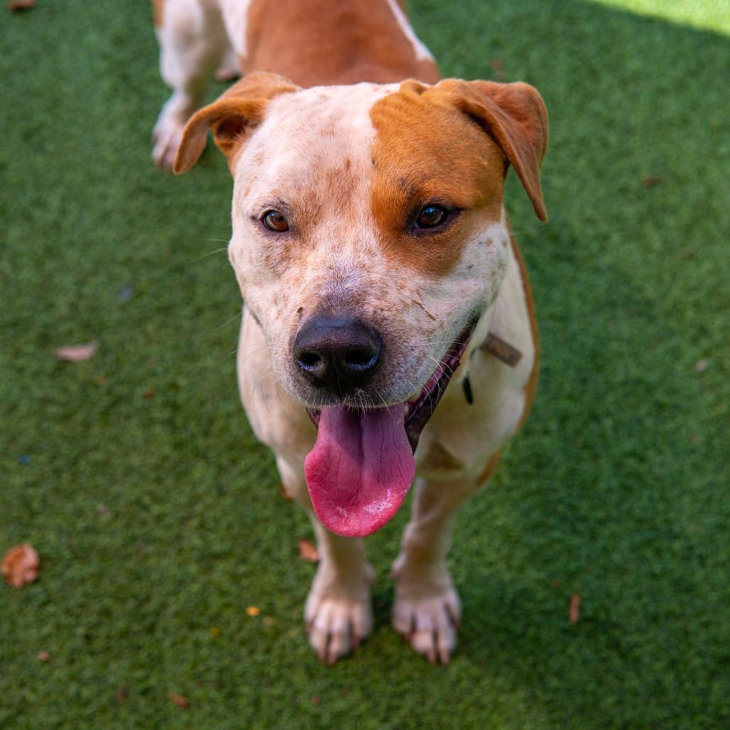 Jerry, a Adoptable Mixed Breed in Gainesville, GA image 1/6