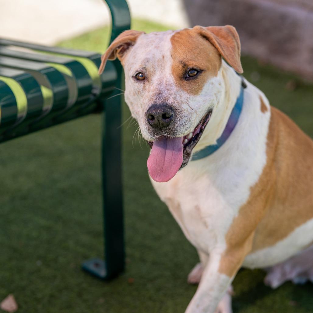 Jerry, a Adoptable Mixed Breed in Gainesville, GA image 2/6