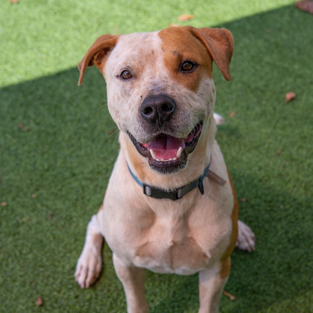 Jerry, a Adoptable Mixed Breed in Gainesville, GA image 3/6