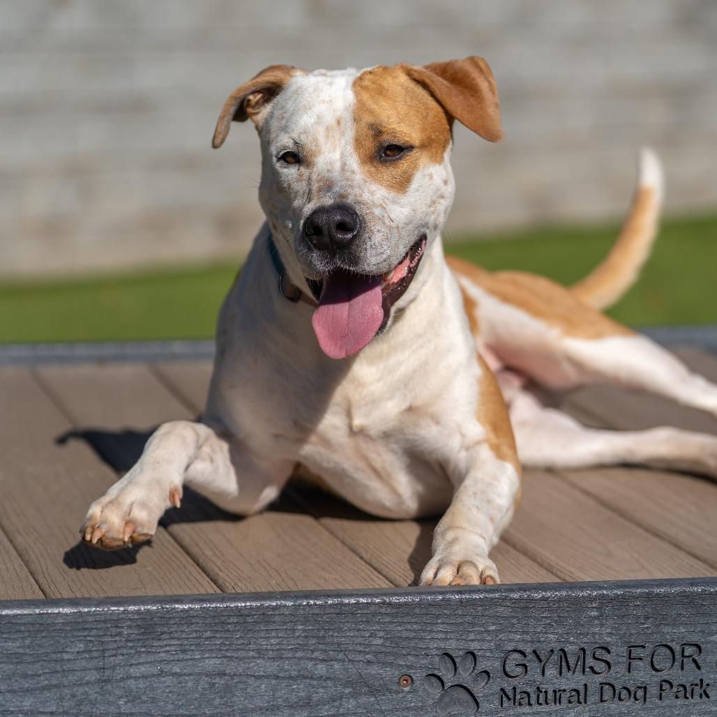 Jerry, a Adoptable Mixed Breed in Gainesville, GA image 4/6