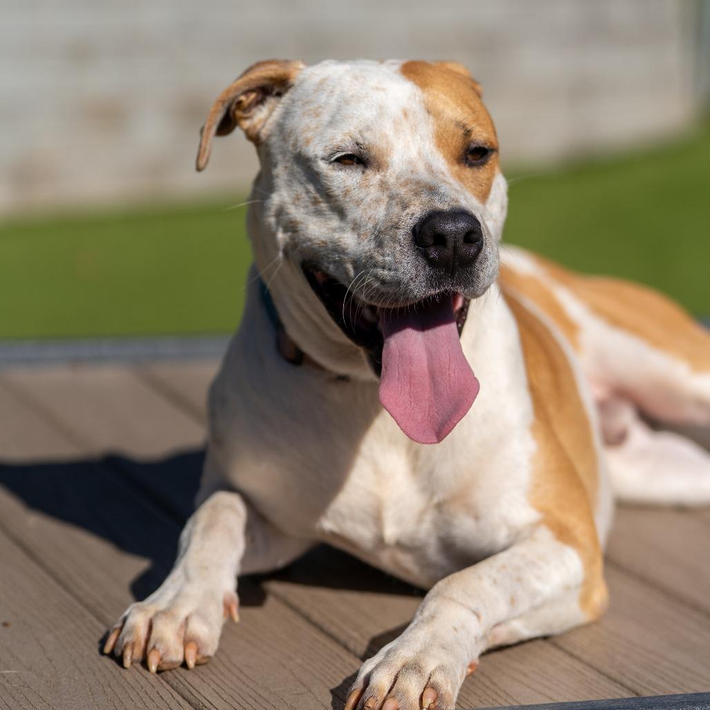 Jerry, a Adoptable Mixed Breed in Gainesville, GA image 5/6