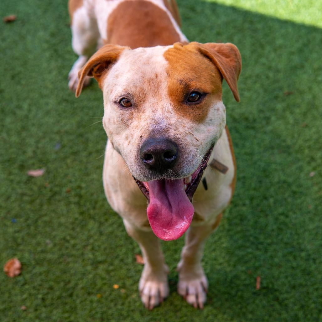 Jerry, a Adoptable Mixed Breed in Gainesville, GA image 6/6