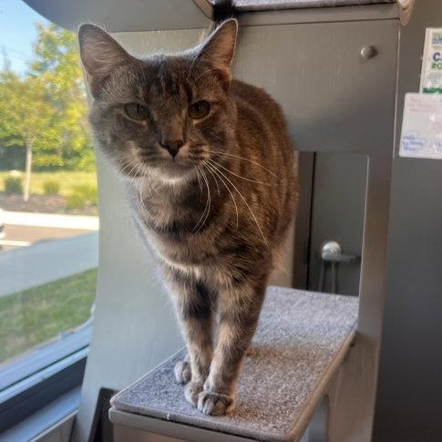 Nancy, Adoptable, Adult Female Domestic Short Hair.