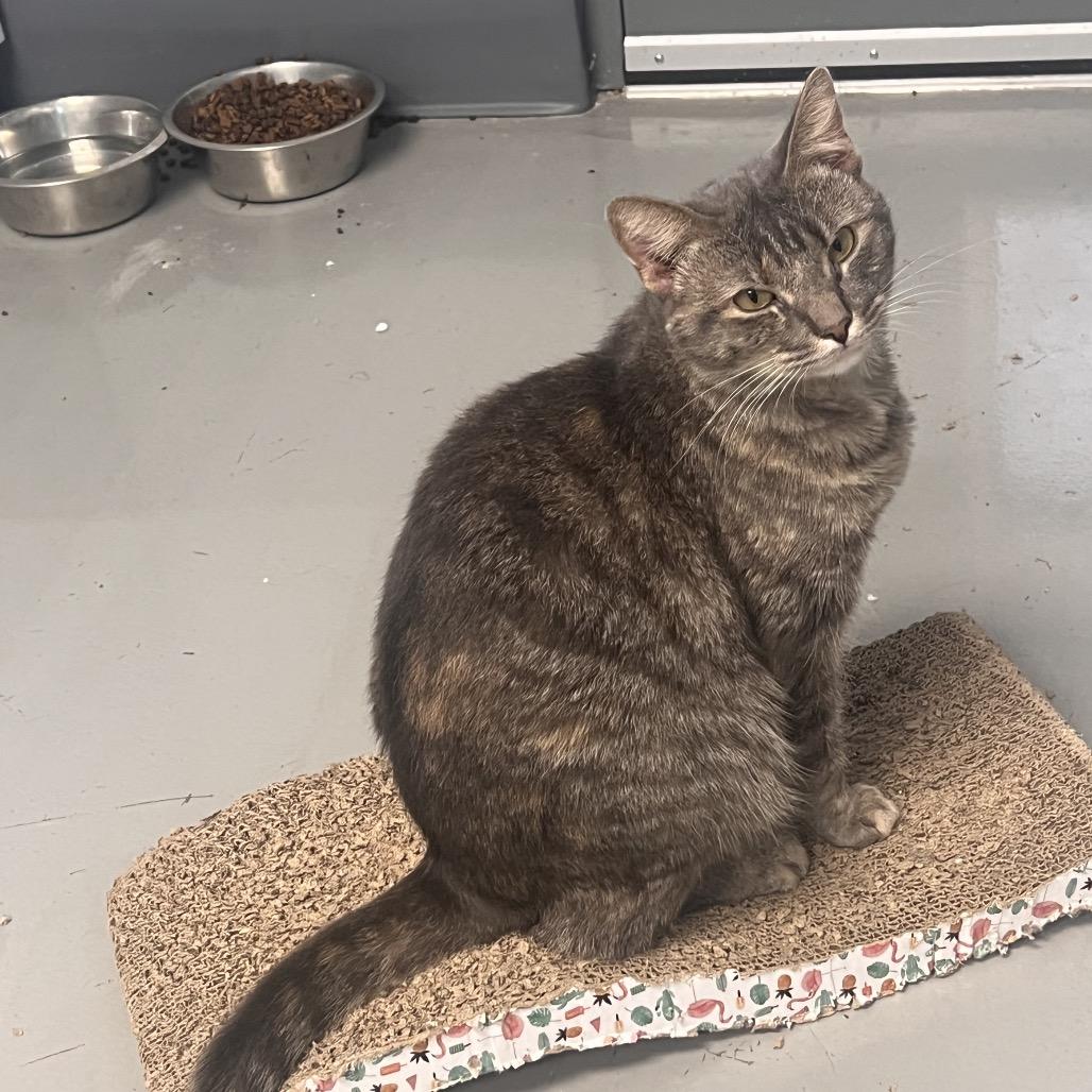 Enlarge Nancy, a Adoptable Domestic Short Hair in Georgetown, KY image 2/3