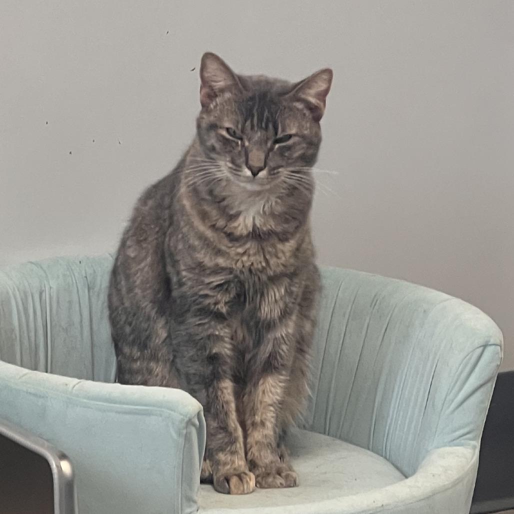 Enlarge Nancy, a Adoptable Domestic Short Hair in Georgetown, KY image 3/3