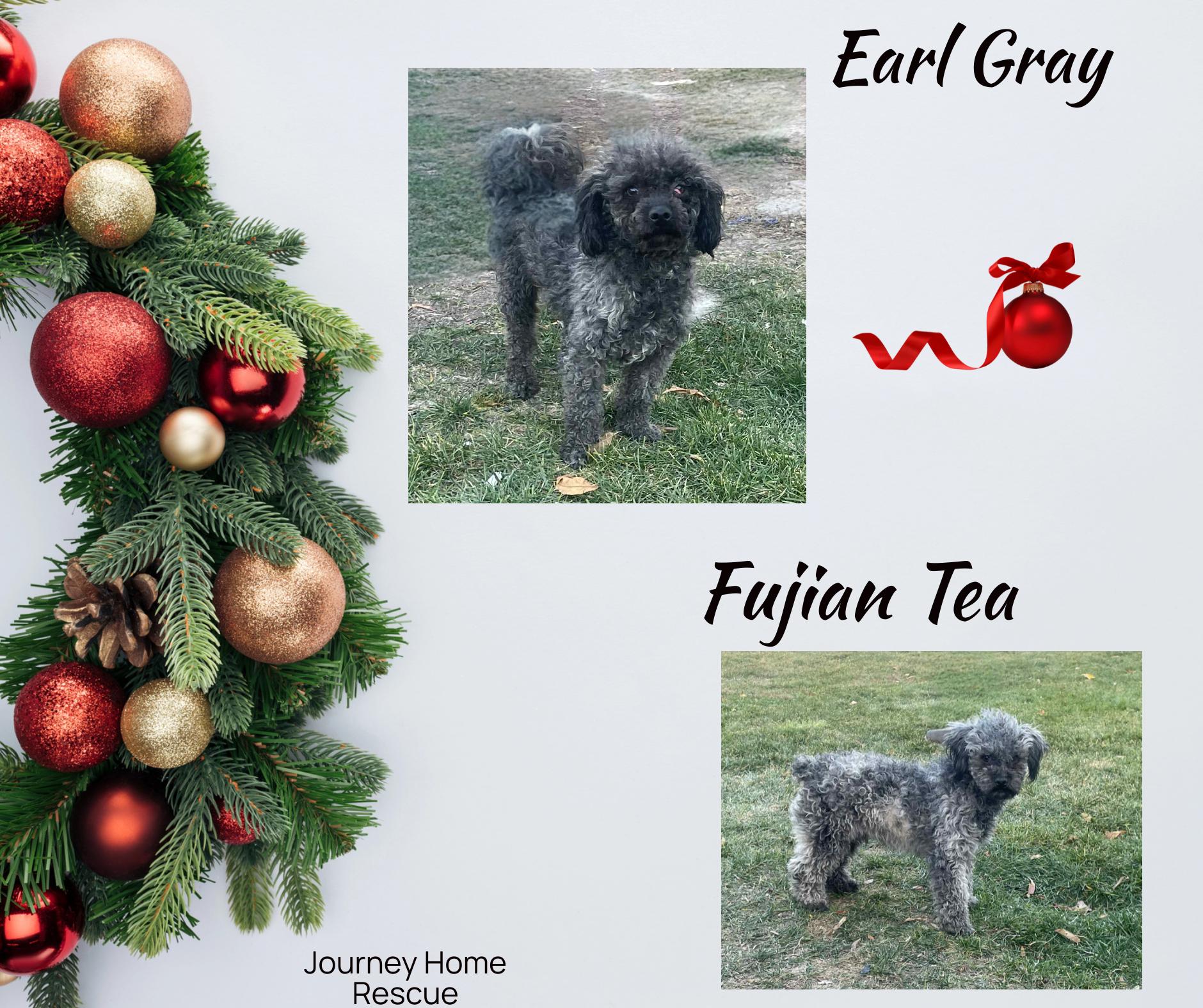 Enlarge Earl Gray, a ADOPTABLE Poodle in East Wenatchee, WA image 1/1