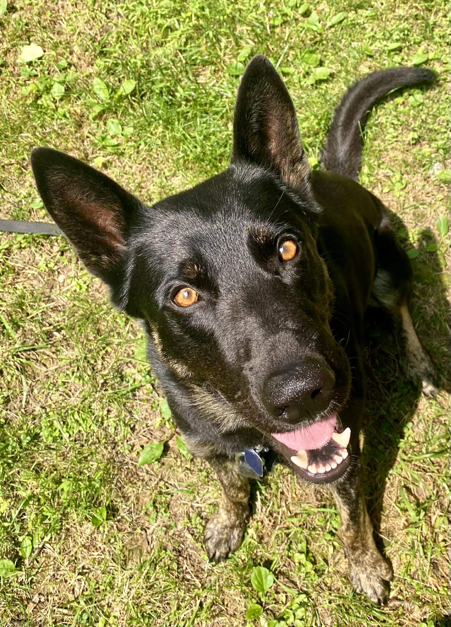 Soldier, Adult Male German Shepherd Dog
