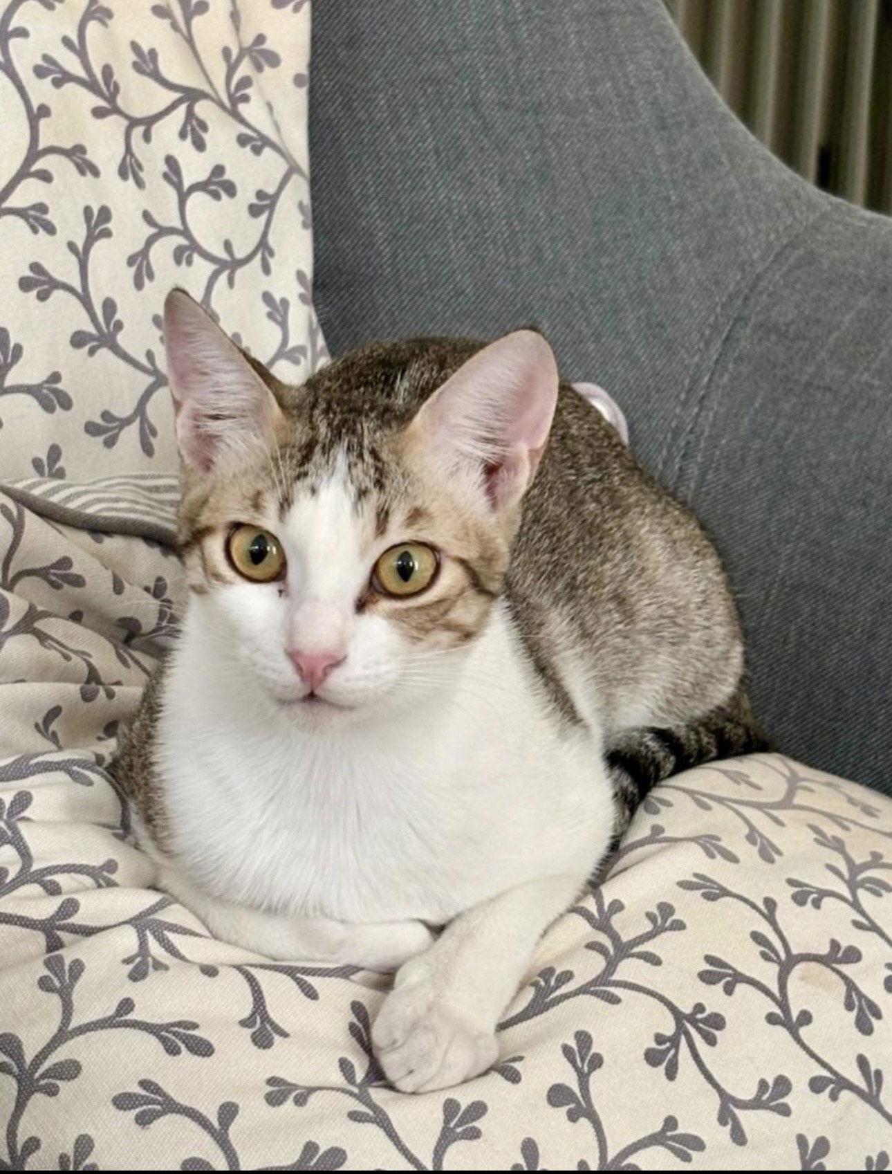 Tilly (& Tux) BONDED