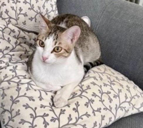 Tilly (& Tux) BONDED — thumbnail 2