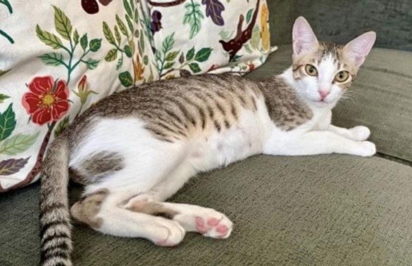 Tilly (& Tux) BONDED — thumbnail 3