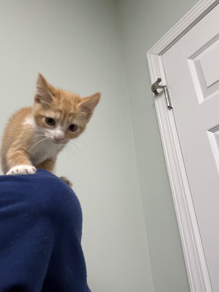 Enlarge Kitten 3, a Adoptable mixed breed in Erwin, TN image 1/1