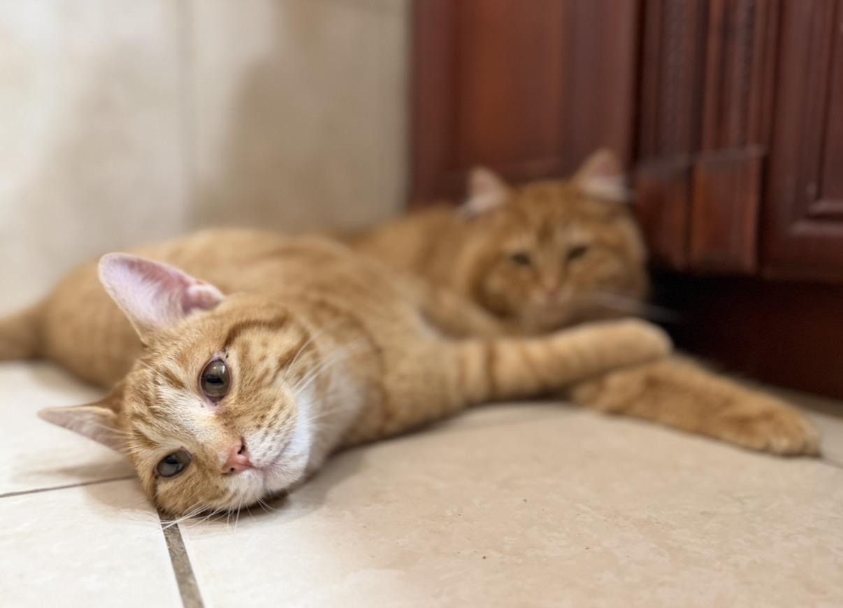 Enlarge Pumpkin, a Adoptable Domestic Short Hair in Elwood, IL image 2/6