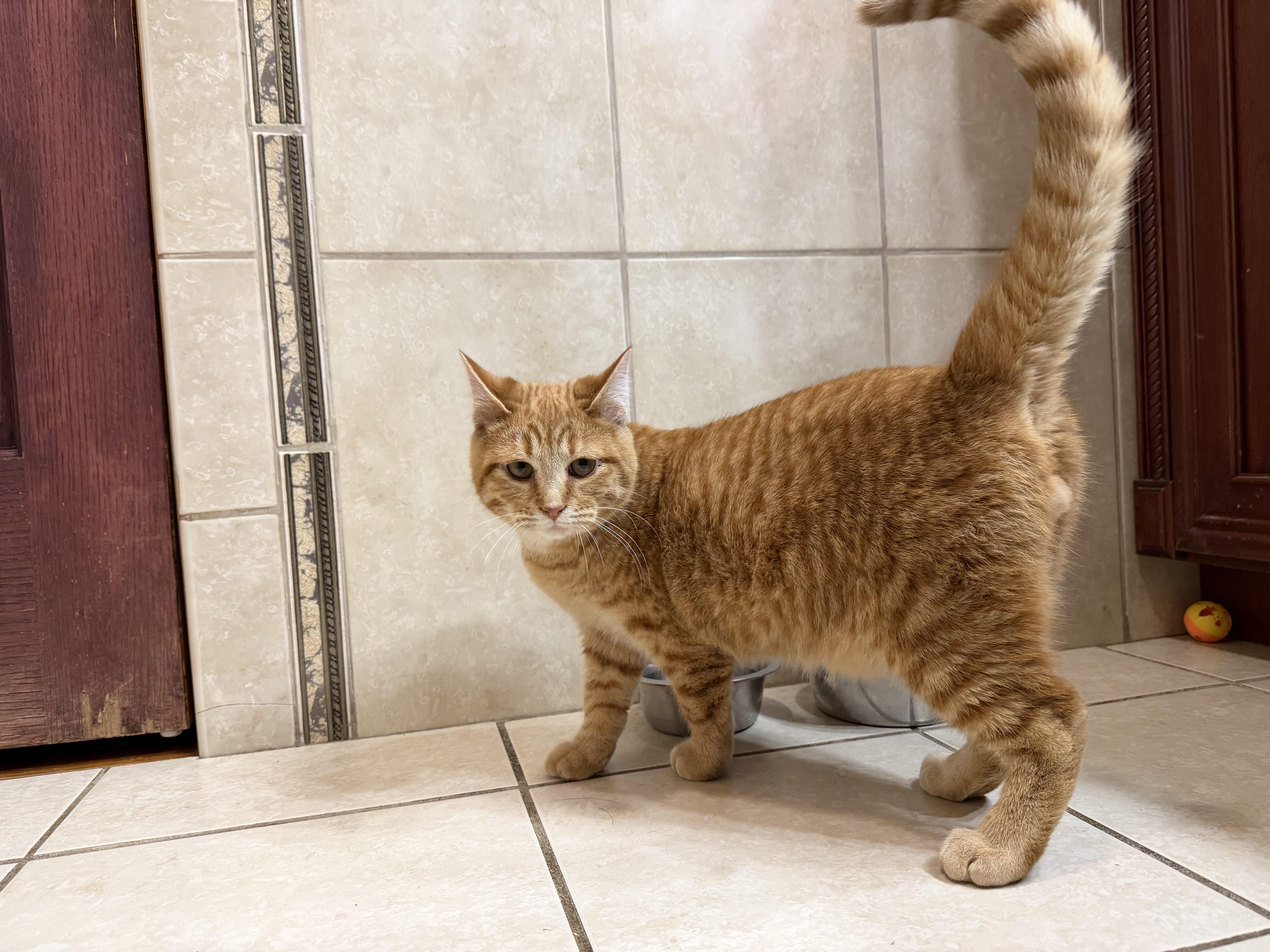 Enlarge Pumpkin, a Adoptable Domestic Short Hair in Elwood, IL image 6/6