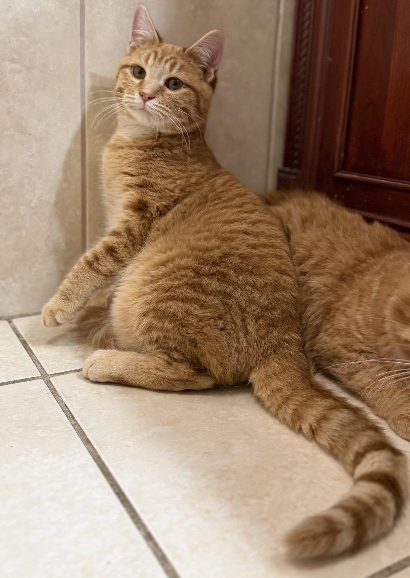 Enlarge Pumpkin, a Adoptable Domestic Short Hair in Elwood, IL image 3/6