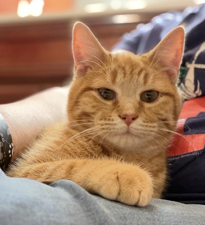 Pumpkin, Adoptable, Kitten Male Domestic Short Hair.