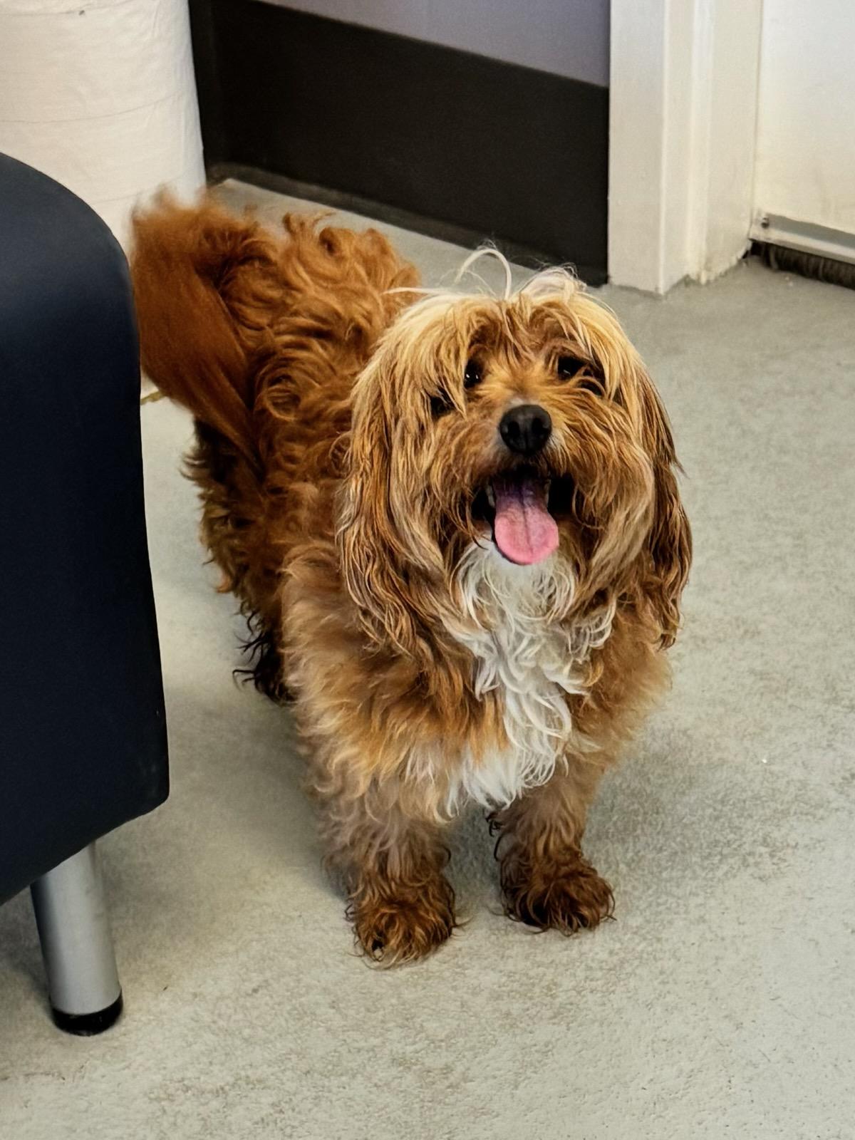 Odette, adopted, Adult Female Terrier.