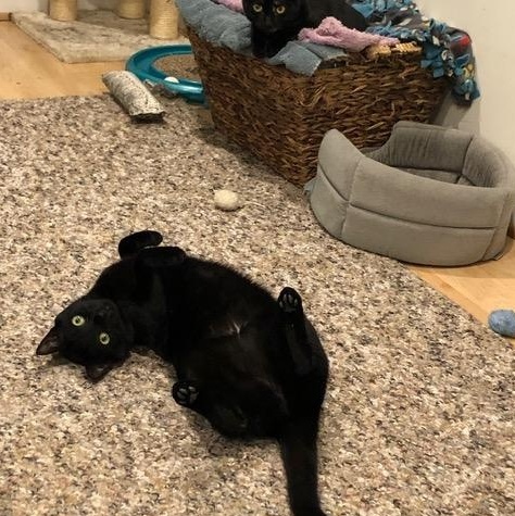 Ginger & Sweetie, Adoptable, Adult Female Domestic Short Hair.