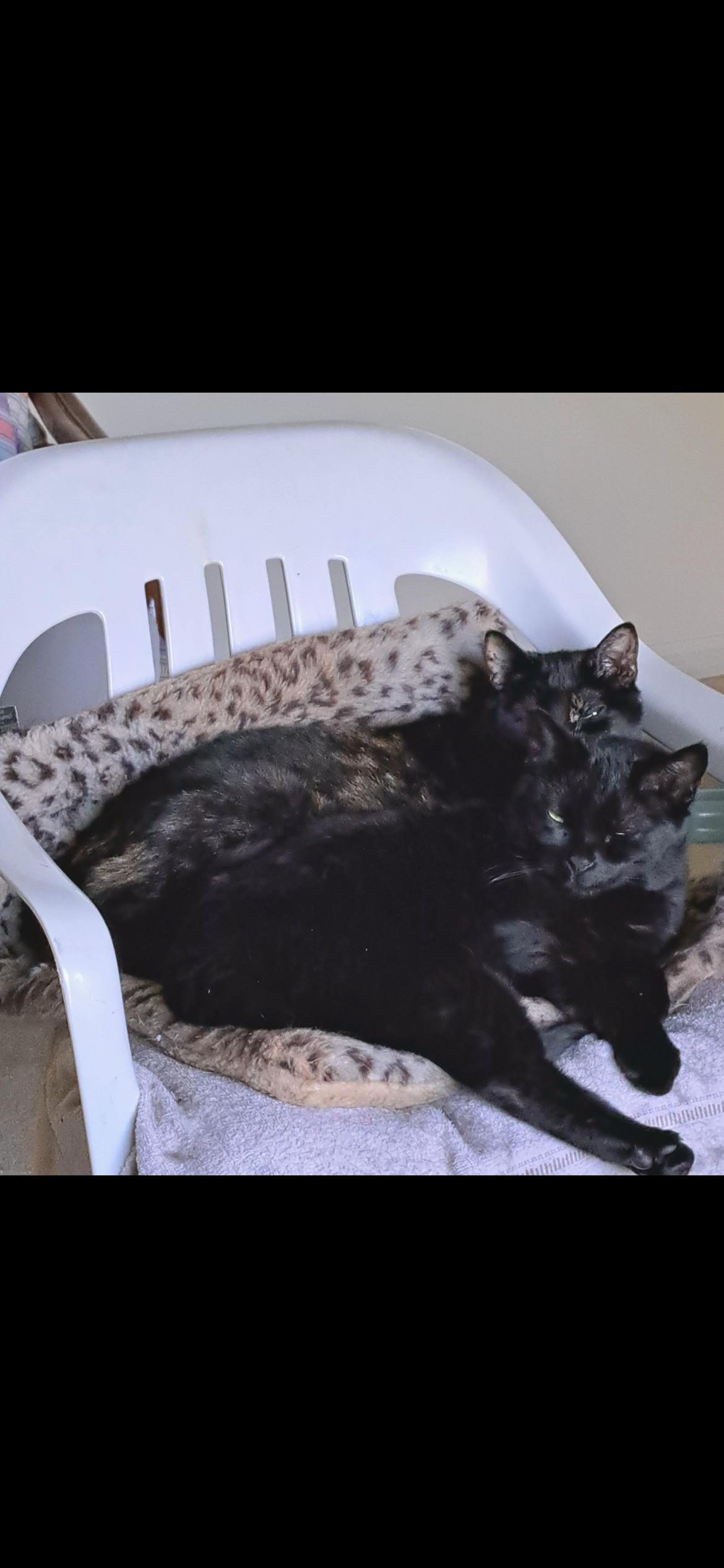 Enlarge Ginger & Sweetie, a Adoptable Domestic Short Hair in Yardley, PA image 1/1