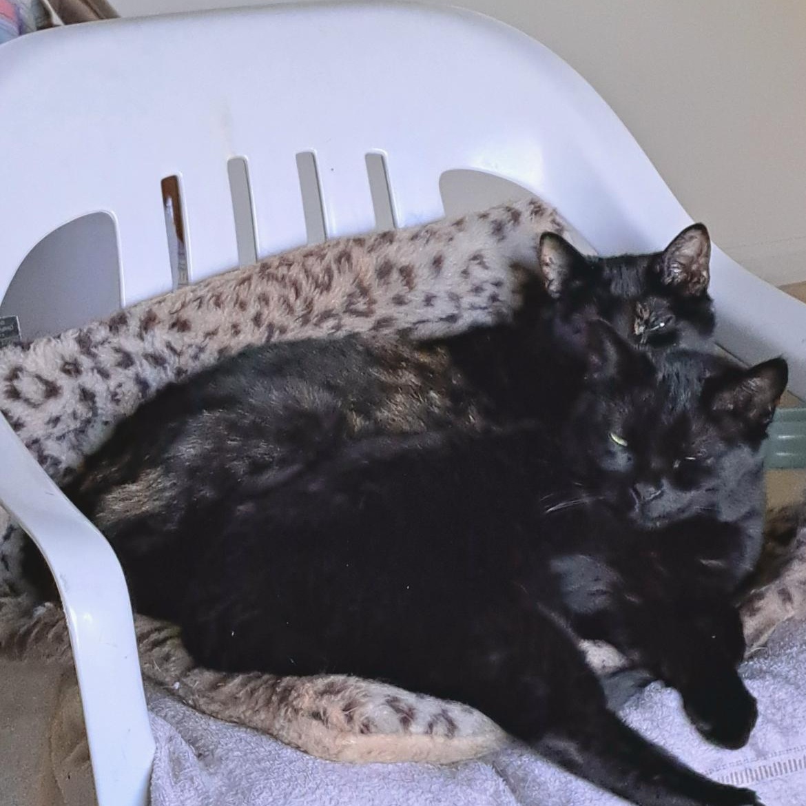 Enlarge Ginger & Sweetie, a Adoptable Domestic Short Hair in Yardley, PA image 2/4