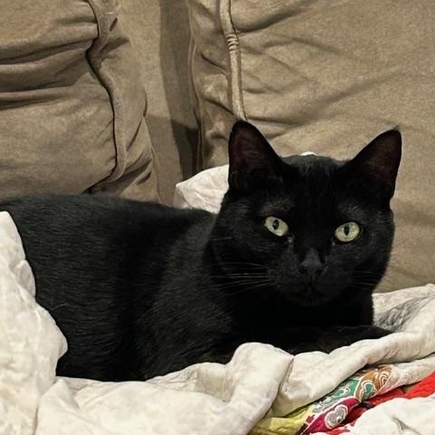 Enlarge Ginger & Sweetie, a Adoptable Domestic Short Hair in Yardley, PA image 3/4