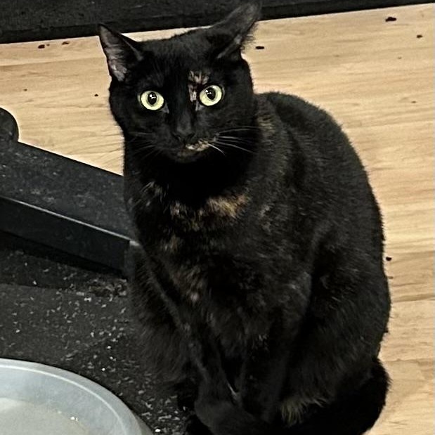 Enlarge Ginger & Sweetie, a Adoptable Domestic Short Hair in Yardley, PA image 4/4